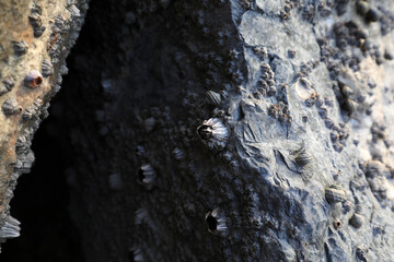 Barnacles grow on coastal rocks in North China