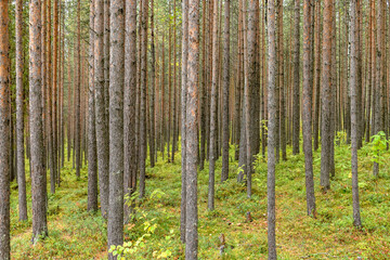 Smooth pine trunks form a wall in the forest.