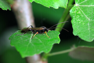 Bee insects in the wild, North China