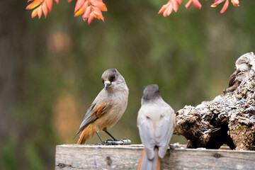 Perisoreus infaustus in wilnd nature