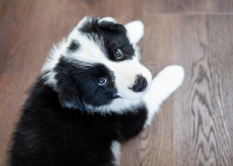 Obraz premium Puppy dog eyes looking at camera Border Collie