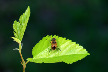 Aphid eating flies in the wild, North China