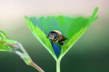 Aphid eating flies in the wild, North China