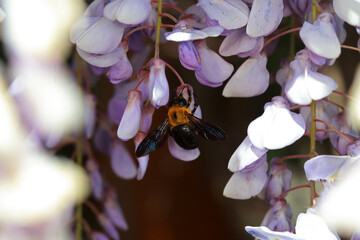 Yellow breasted wasp collects honey on Wisteria flowers, North China
