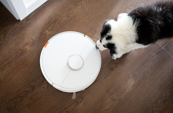 Puppy Dog Meeting A Vacuum Cleaner Robot At Home