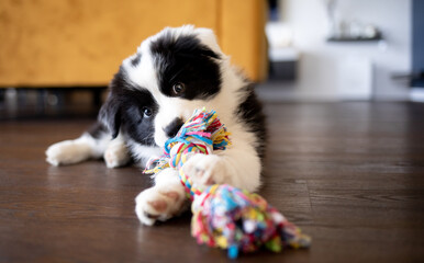 Puppy dog biting his toys and playing Border Collie