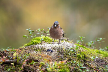 Small bird in forest