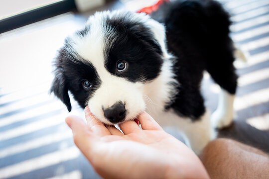 Puppy dog biting hand and want to play Border Collie