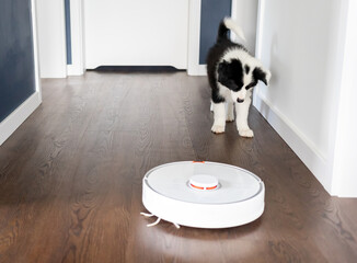 Interested puppy dog looking at vacuum cleaner robot