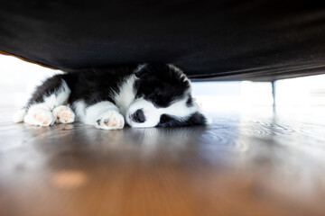 Little puppy dog Border Collie sleeping under sofa at home © leszekglasner