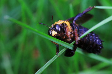 Yellow breasted wasp collects honey on Wisteria flowers, North China