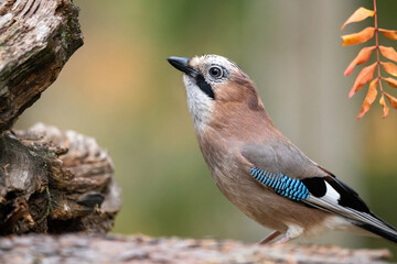 Common jay in Finland