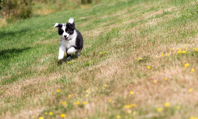 Naklejka na ściany i meble Border collie puppy dog running on green grass