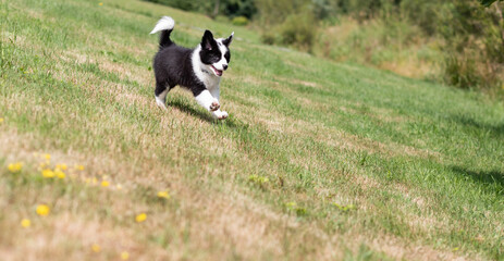 Naklejka na ściany i meble Happy puppy dog running on green grass