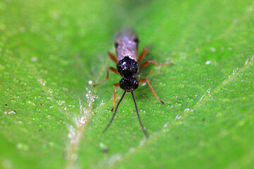 Fototapeta premium Bee insects in the wild, North China