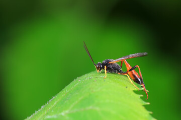 Bee insects in the wild, North China