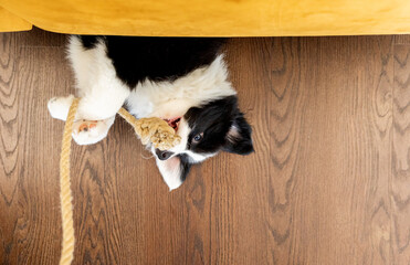 Border Collie puppy dog lying on floor and playing at home