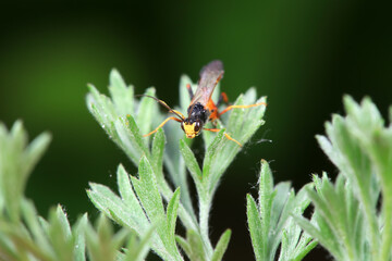 Bee insects in the wild, North China
