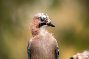 Common jay in Finland