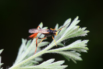 Bee insects in the wild, North China