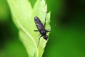 Mosquitos on wild plants, North China