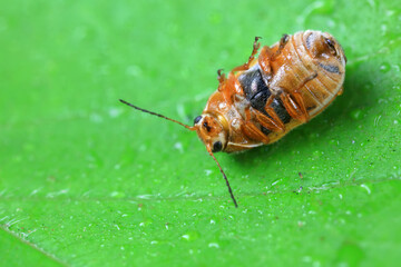 Leaf beetle on wild plants, North China