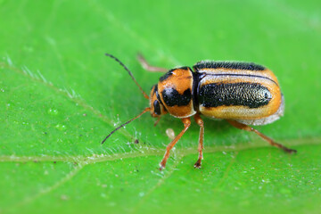 Leaf beetle on wild plants, North China