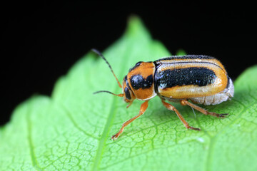 Leaf beetle on wild plants, North China