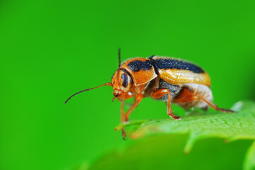 Leaf beetle on wild plants, North China