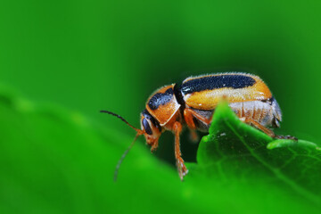 Leaf beetle on wild plants, North China