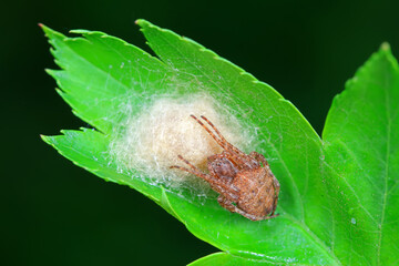 Spiders in the wild, North China