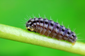 Lepidoptera larvae in the wild, North China