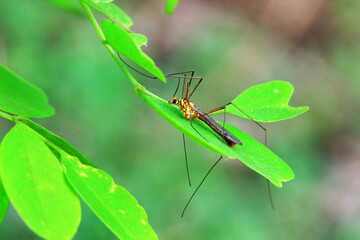 mosquito insect in the wild, North China