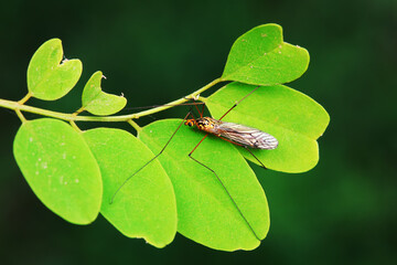 mosquito insect in the wild, North China