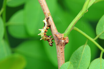Lepidoptera larvae in the wild, North China
