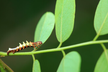 Lepidoptera larvae in the wild, North China