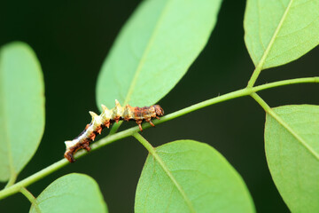 Lepidoptera larvae in the wild, North China