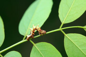 Lepidoptera larvae in the wild, North China