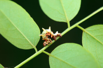 Lepidoptera larvae in the wild, North China