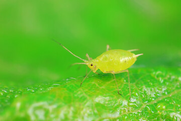 Aphids in the wild, North China