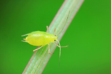Aphids in the wild, North China