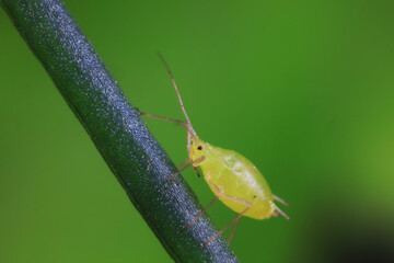 Aphids in the wild, North China