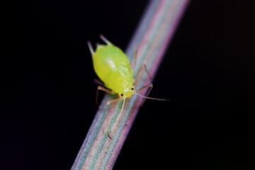 Aphids in the wild, North China