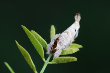 Lepidoptera insects in the wild, North China
