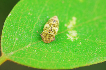 Leaf cicada on wild plants, North China