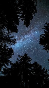 Looking up on Milky way galaxy stars in dark forest silhouette Vertical Astronomy Time lapse Background 4K