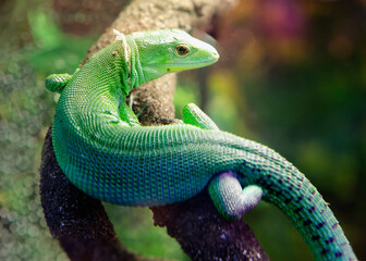 Green Keel-Bellied Lizard.
 These are small slender lizards. The dorsal part of the trunk is...