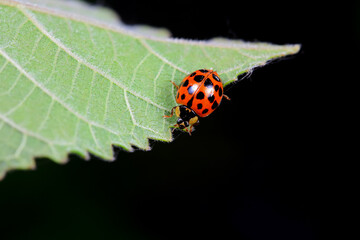 Ladybugs on wild plants, North China