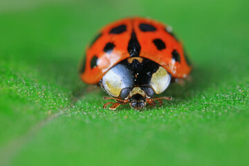 Ladybugs on wild plants, North China