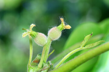Young walnut fruit on branches, North China